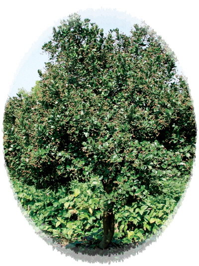 나무 : 사철나무
